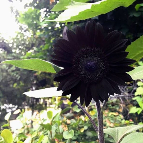 Sunflower with Textured Center as a Velvety Black Garden Focal Point