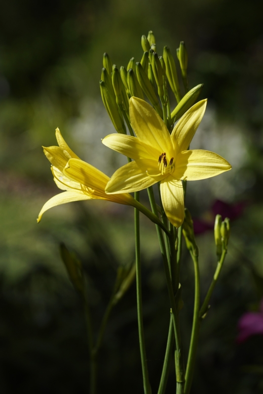 Sunny Yellow Daylilies with Trumpet Shapes and Multiple Flower Buds