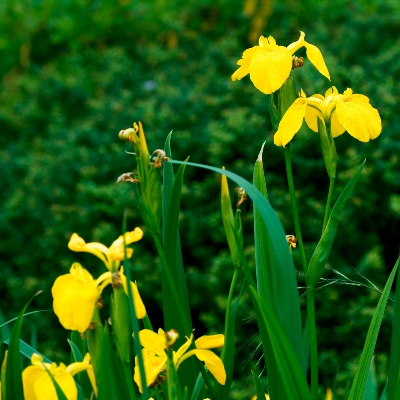 Sword-Shaped Iris Flowers with Drooping Petals in Garden Border