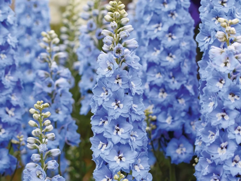 Tall Flower Spikes White Centers Ruffled Petals Sky Blue Vertical