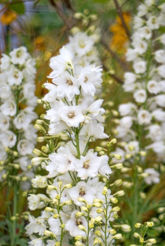 Tall White Delphinium Flowers with Ruffled Petals and Dark Centers