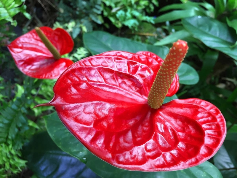 Tropical Anthurium Flower: Glossy Waxy Spathe and Heart Shape