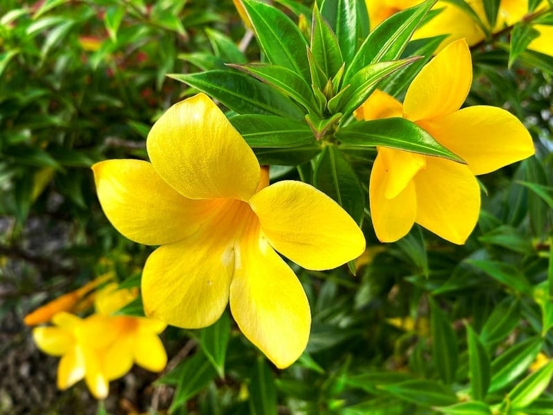Tropical Trumpet Flowers with Glossy Pointed Foliage in Garden