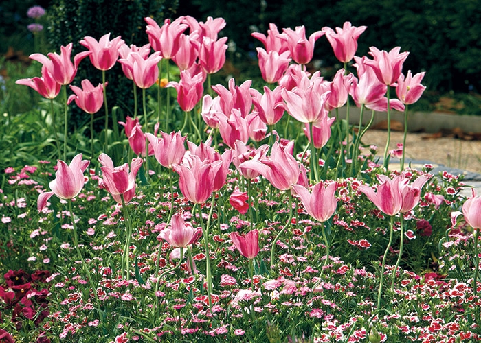 Tulips: Lily Flowered Tulips in Layered Garden Bed