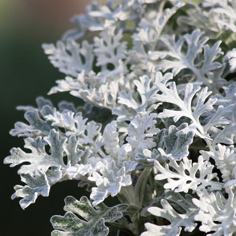 Velvety Silver Foliage Plant, Deeply Lobed Leaves, Garden Design