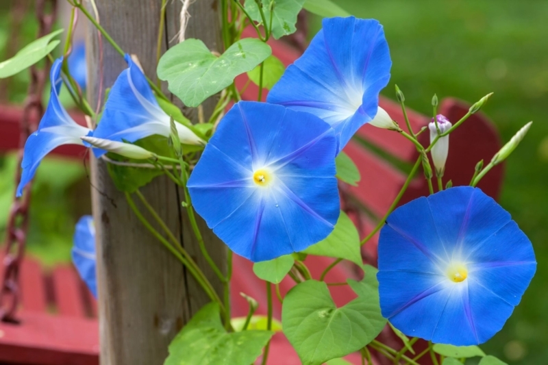 Vining Flowers Trumpet Silhouette Heart Shaped Leaves Climbing Blue