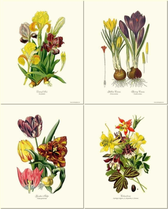 Wall Art Set, Four Vintage Botanical Prints with Labels