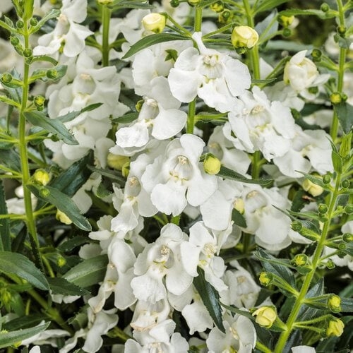 White Angelonia Live Plants with Serrated Leaves and Upright Growth