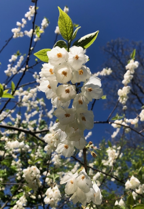 White Bell Shaped Flower Branch for Spring Garden Botanical Photography