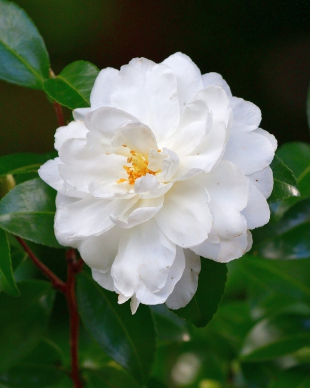 White Camellia Flower with Ruffled Petals and Yellow Stamen