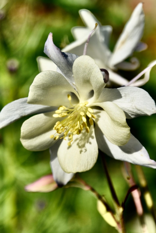 White Columbine Flower with Yellow Stamens and Spurred Petals