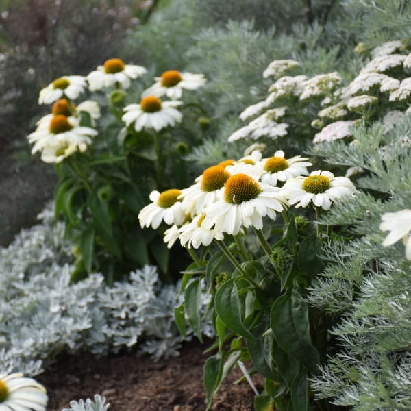 White Coneflower Perennials with Daisy Like Petals