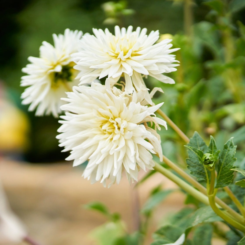 White Dahlia Flower with Pointed Layered Petals