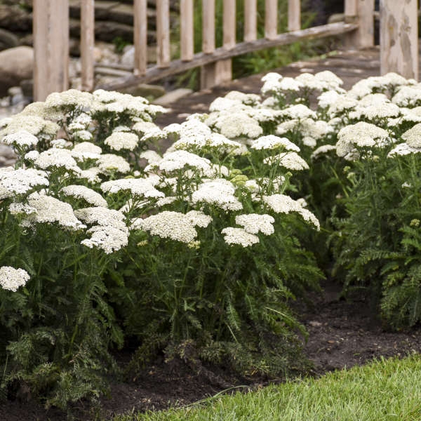 White Flowering Perennials with Feathery Foliage