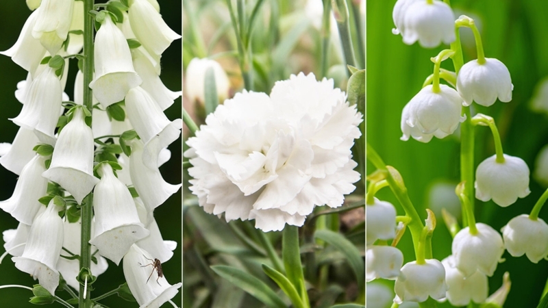 White Flowers Collage with Bell Shaped Blooms and Ruffled Petals