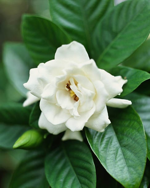 White Gardenia Flower with Layered Petals and Glossy Waxy Foliage
