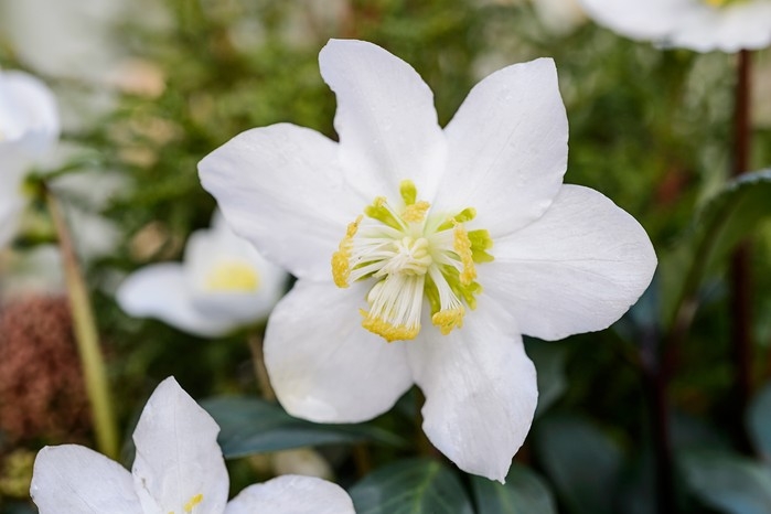 White Hellebore Flower with Broad Petals and Yellow Stamens