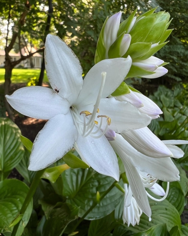 White Hosta Flower with Trumpet Shape and Long Stamens