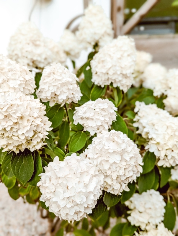 White Mophead Hydrangea Shrub with Rounded Flower Heads