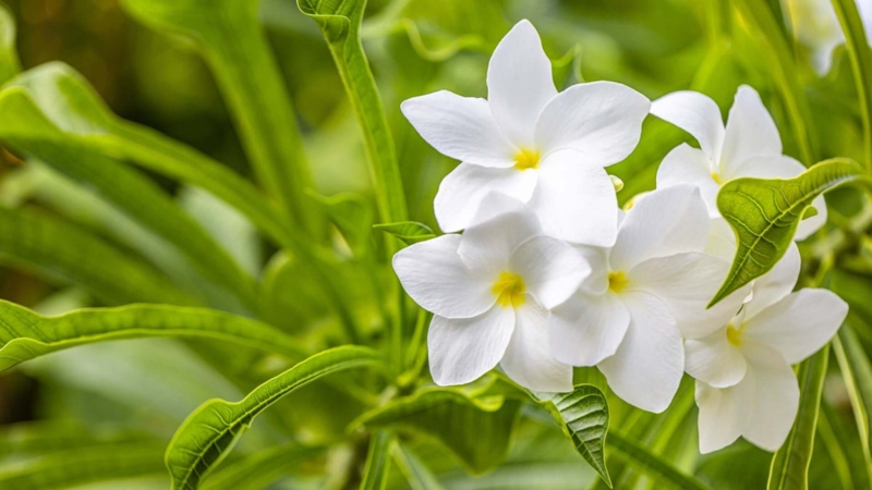 White Native Live Plants with Five Petaled Blooms