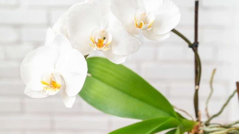 White Orchid Plant with Arching Stem and Broad Leaves