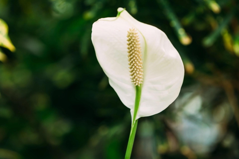 White Peace Lily Bloom with Textured Spadix for Indoor Plants