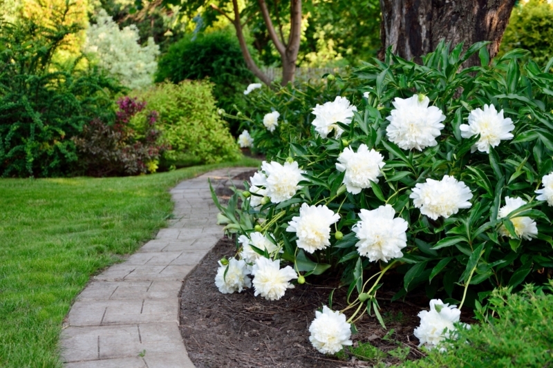 White Peonies with Ruffled Double Blooms for Curved Garden Border