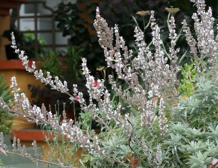 White Sage Plant vertical flowering spikes in mediterranean garden setting.