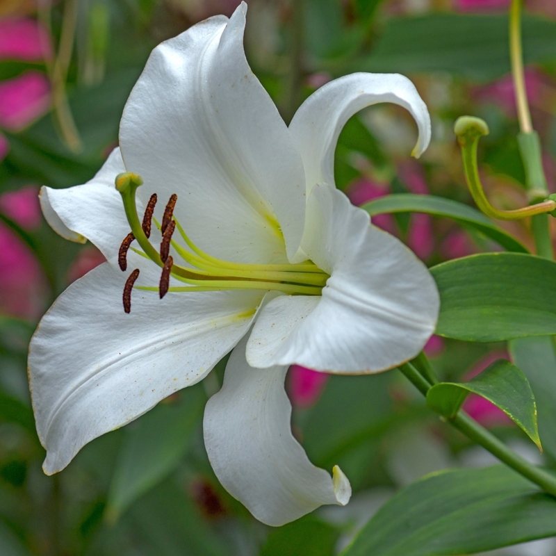 White Trumpet Lily Flower with Recurved Petals and Dark Anthers