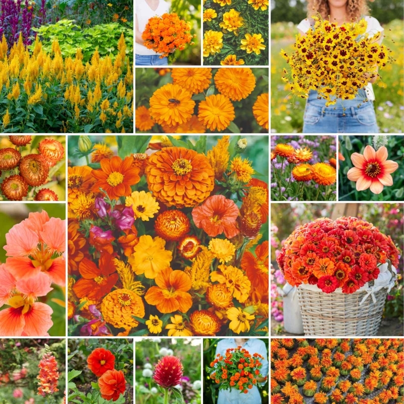 Wildflower Mix: Dense Blooms & Various Heights Rustic Cottage Garden.