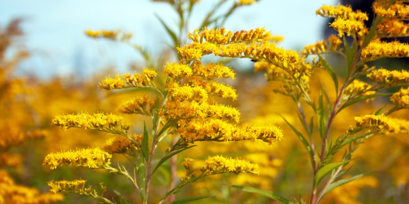 Wildflowers Vibrant Yellow Clusters, Warm Autumn Floral Scene