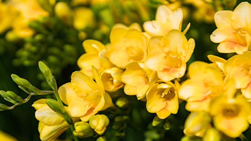 Yellow Flowers Clustered Blooms, Vibrant Yellow Garden Flowers