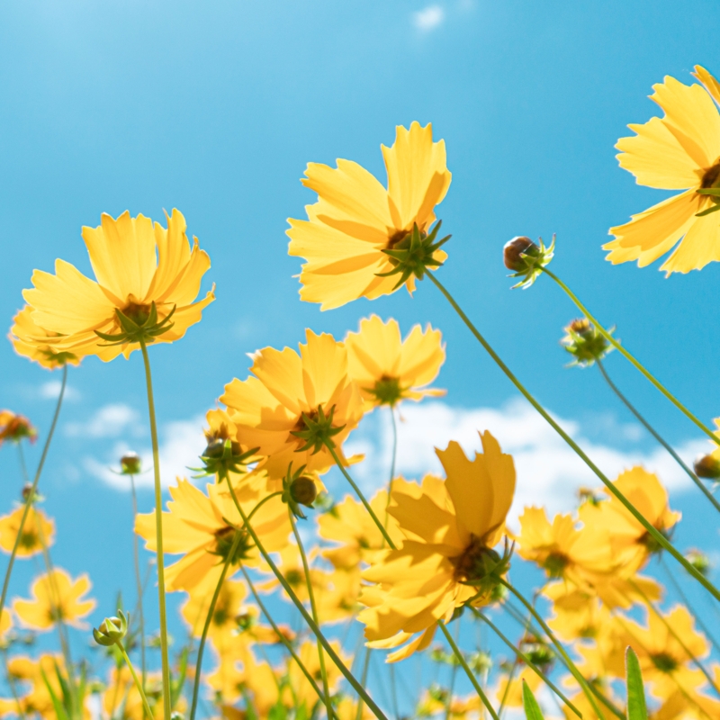 Yellow Garden Flowers Notched Petals, Vibrant Yellow Garden Flowers