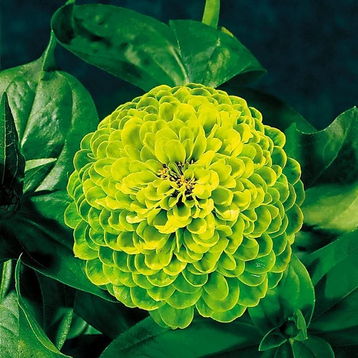 Zinnia Bloom with Dome Shape and Ruffled Edges in Chartreuse