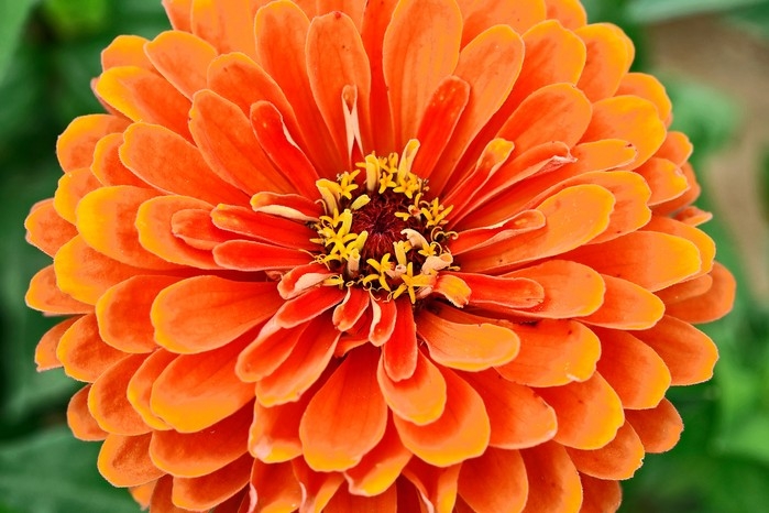 Zinnia Flower Closeup: Layered Petals & Radial Symmetry Floral Texture.