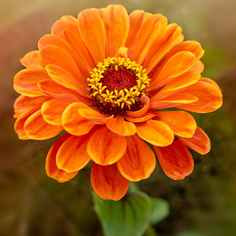 Zinnia Flower: Layered Petals & Bi-Color Center Cottage Garden Idea.