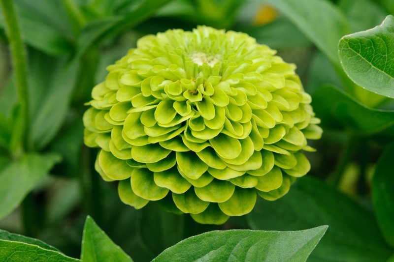 Zinnia Flower with Spherical Bloom and Lime Green Pom Pom Petals