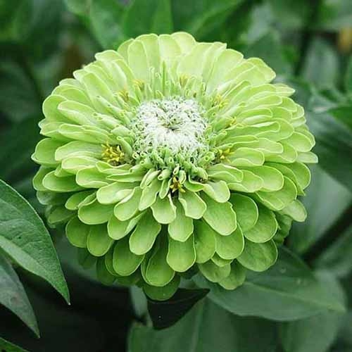 Zinnia with Fuzzy Center and Lime Green Layered Petals