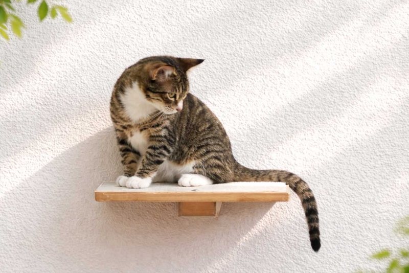 Cat Perch Compact Wall Mounted White Padding Light Wood Floating