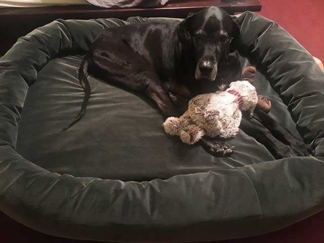 Dog Bed Velvet Texture with Wraparound Bolster and Plush Feel