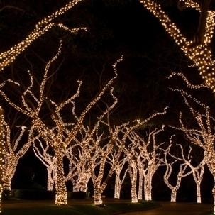 String Lights All Over Tree Wrapping Luminous Landscape (67)