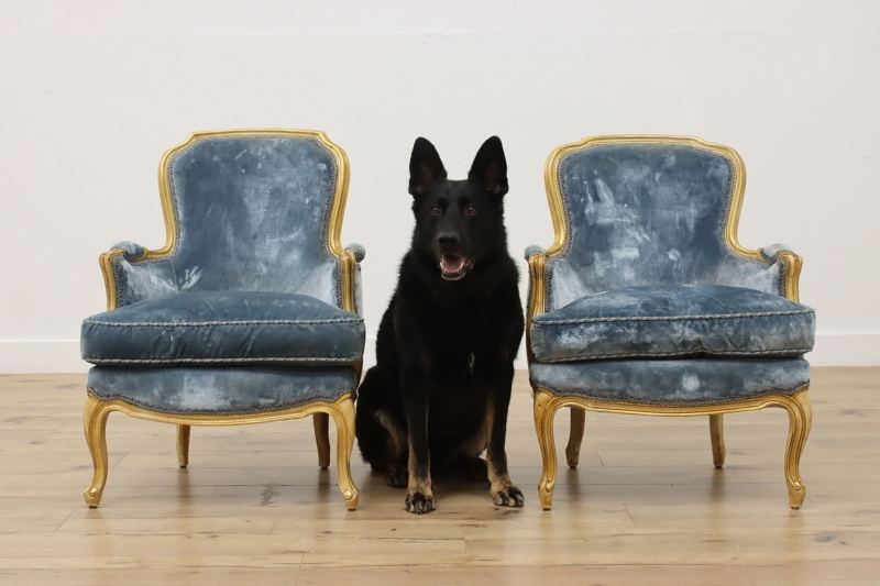 Accent Chair French Provincial Gilt Carved Frame Light Blue Velvet
