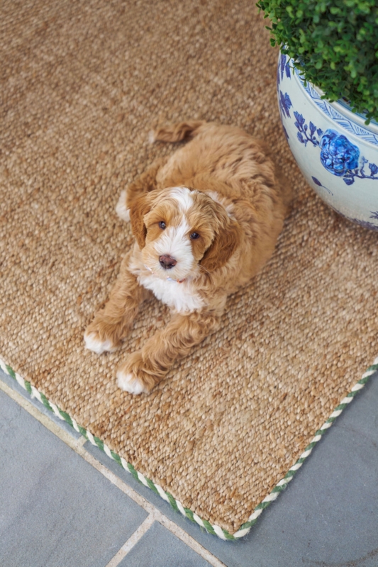 Coastal Jute Doormat, Braided Basil Green Border