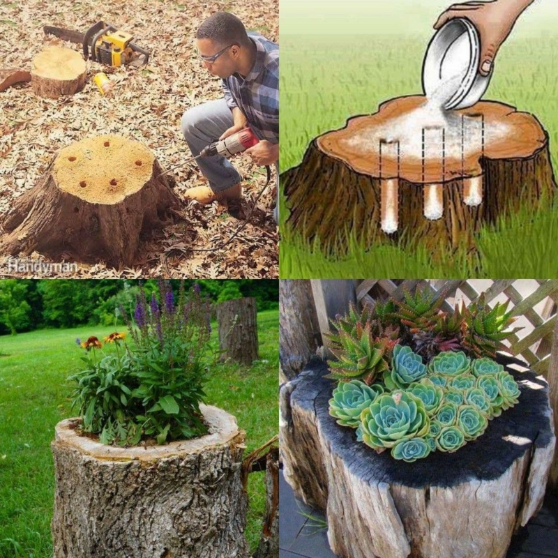 DIY Tree Stump Planter: Repurposed Natural Log for Rustic Garden Decor