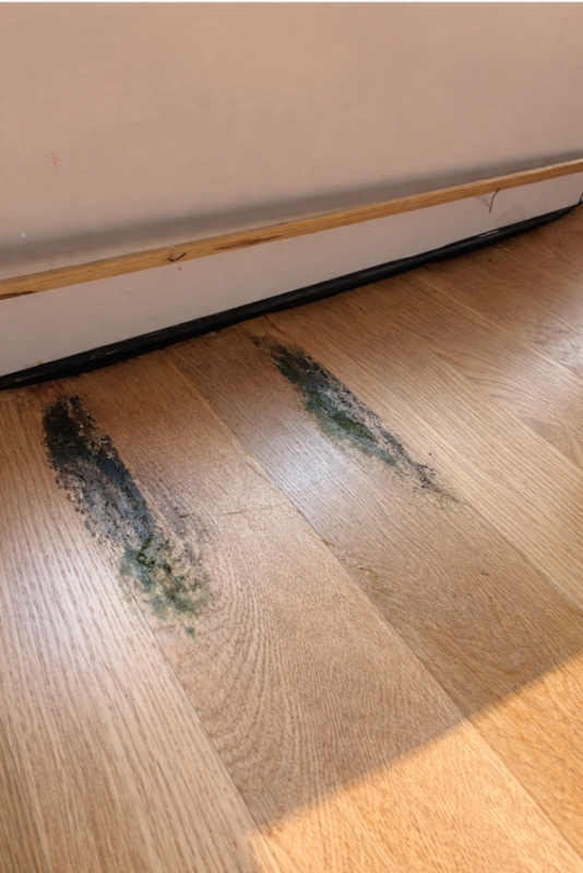 Hardwood Flooring Scene Identifying Floor Mold And Rot Discoloration