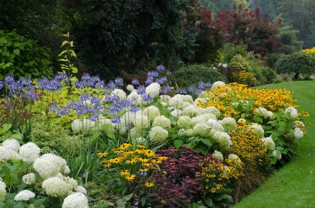 Lush Perennial Garden Border featuring Multi-Layered Floral Textures