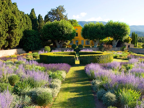 Garden Design Featuring Circular Hedges & Lavender Beds