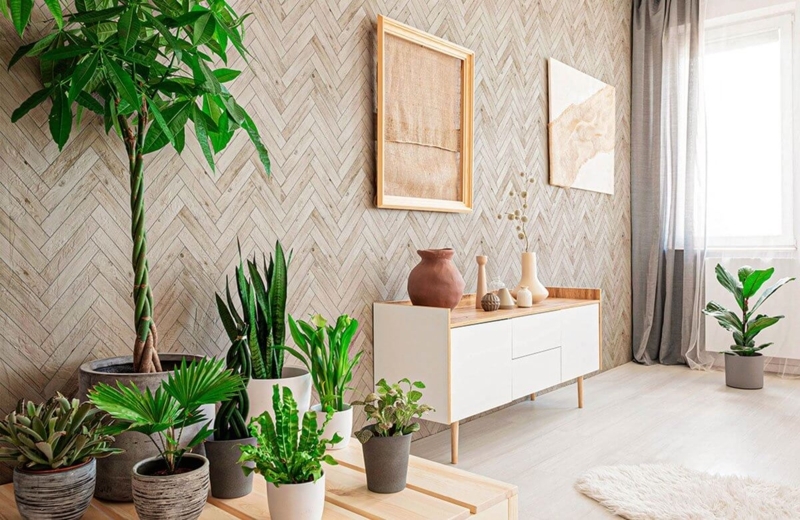 Herringbone Wallpaper Living Room with Braided Money Tree