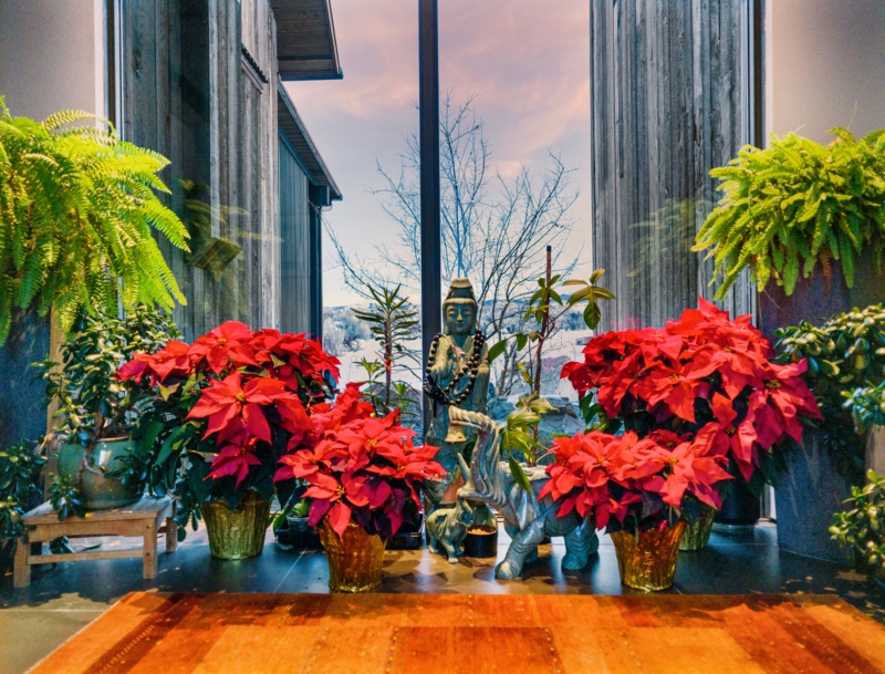 Indoor Sunroom Garden with Buddha Statue & Poinsettias