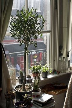 Potted Olive Tree Tall Vertical Profile Eclectic Bohemian Style